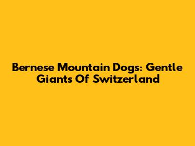 Bernese Mountain Dogs: Gentle Giants Of Switzerland