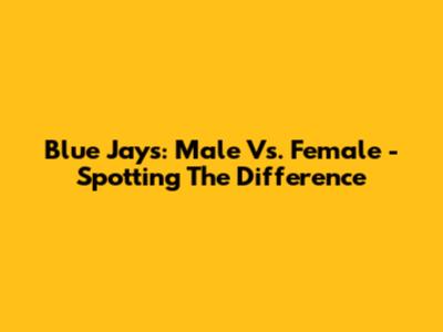 Blue Jays: Male Vs. Female - Spotting The Difference
