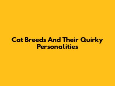 Cat Breeds And Their Quirky Personalities