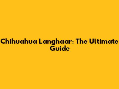 Chihuahua Langhaar: The Ultimate Guide