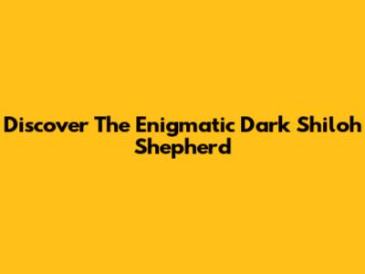 Discover The Enigmatic Dark Shiloh Shepherd