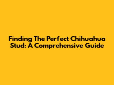 Finding The Perfect Chihuahua Stud: A Comprehensive Guide