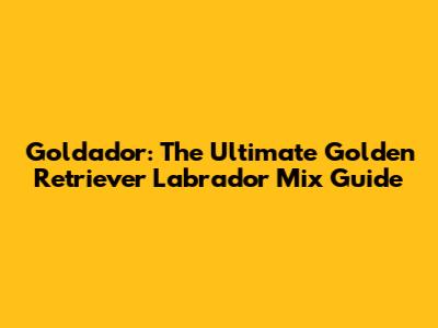 Goldador: The Ultimate Golden Retriever Labrador Mix Guide