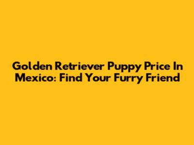 Golden Retriever Puppy Price In Mexico: Find Your Furry Friend