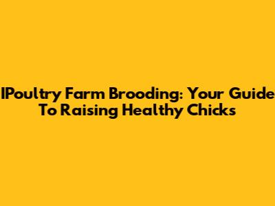 IPoultry Farm Brooding: Your Guide To Raising Healthy Chicks