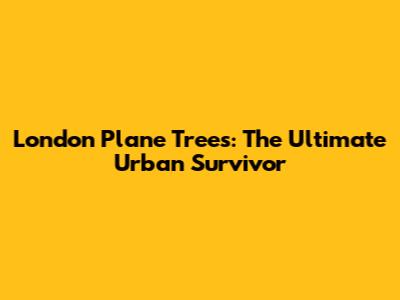 London Plane Trees: The Ultimate Urban Survivor