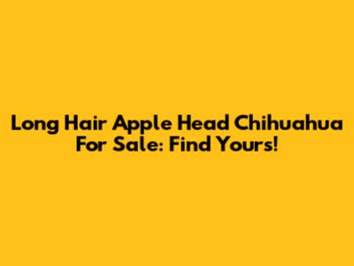 Long Hair Apple Head Chihuahua For Sale: Find Yours!