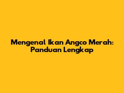 Mengenal Ikan Angco Merah: Panduan Lengkap