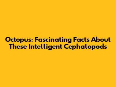 Octopus: Fascinating Facts About These Intelligent Cephalopods