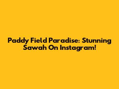 Paddy Field Paradise: Stunning Sawah On Instagram!