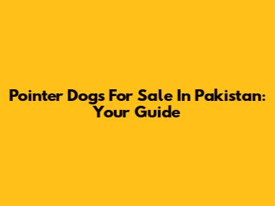 Pointer Dogs For Sale In Pakistan: Your Guide