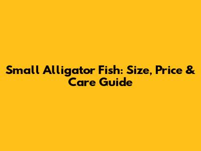 Small Alligator Fish: Size, Price & Care Guide