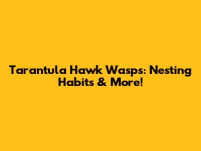 Tarantula Hawk Wasps: Nesting Habits & More!