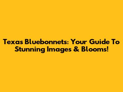 Texas Bluebonnets: Your Guide To Stunning Images & Blooms!