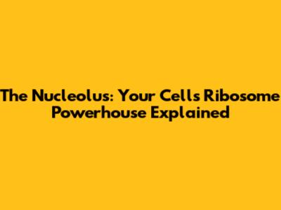 The Nucleolus: Your Cell's Ribosome Powerhouse Explained