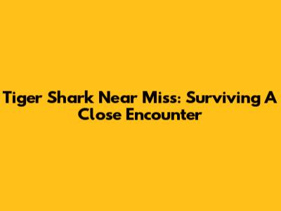 Tiger Shark Near Miss: Surviving A Close Encounter