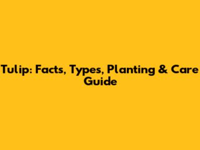 Tulip: Facts, Types, Planting & Care Guide