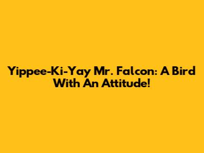 Yippee-Ki-Yay Mr. Falcon: A Bird With An Attitude!